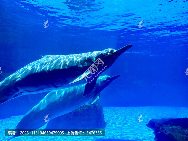 海豚