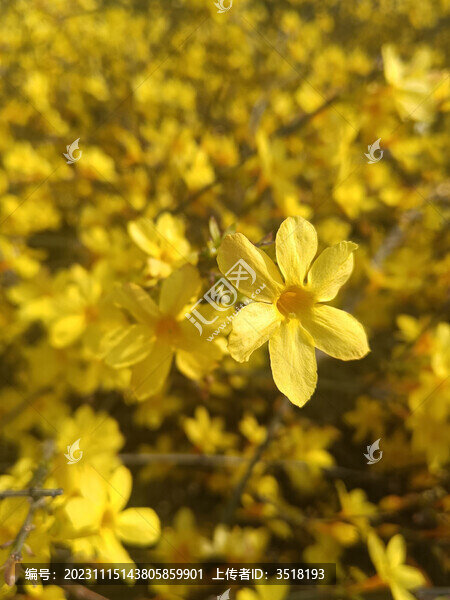 迎春花