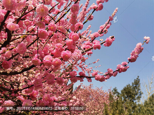 梅花榆葉梅