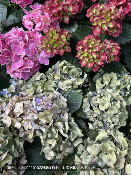 多种颜色的绣球花
