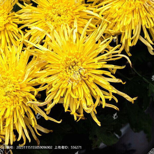 黃色菊花