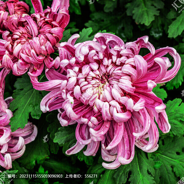 粉色菊花