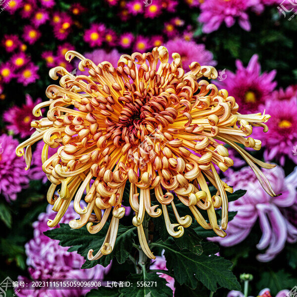 菊花