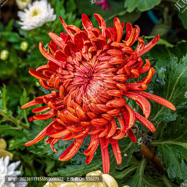 紅色菊花