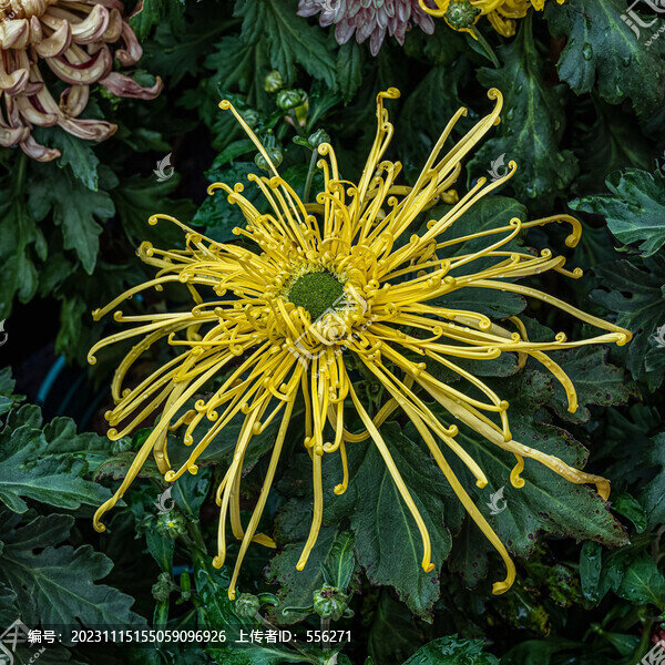 菊花