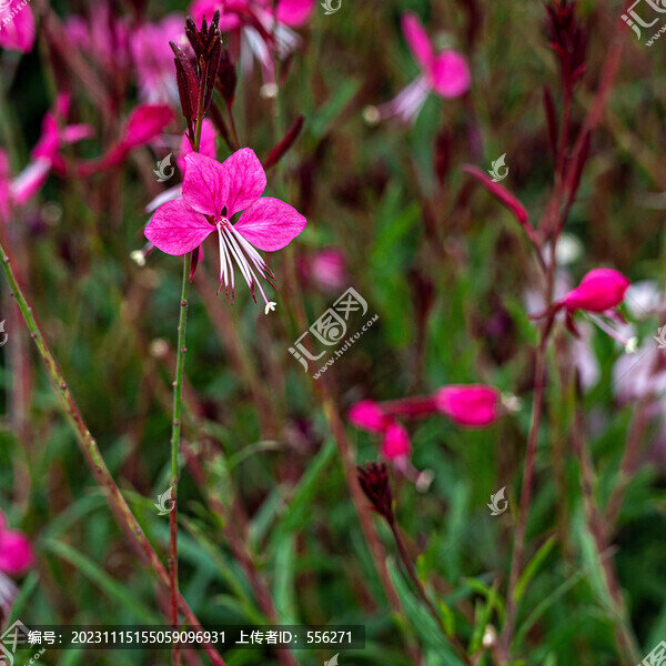 柳蘭花