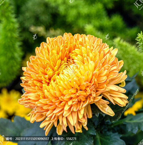 菊花