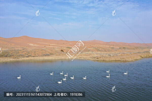 白天鵝