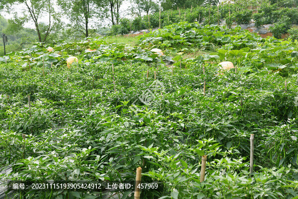 蔬菜種植
