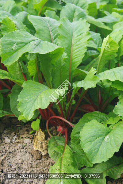 菜園紫菜薹種植