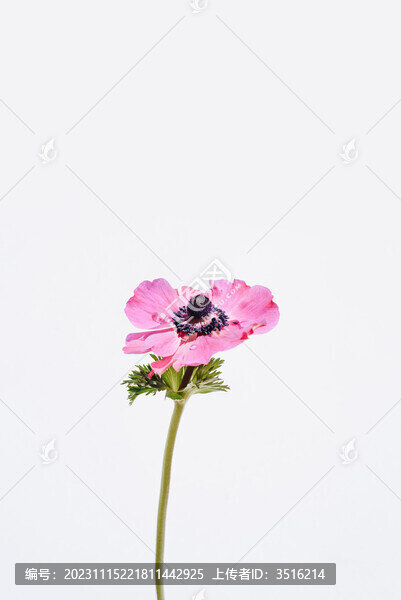 粉紫色花朵花芯花蕊