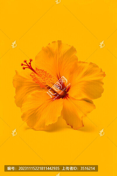 紅色背景里的花卉花蕊花芯