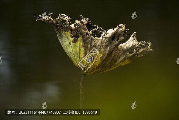 殘荷葉
