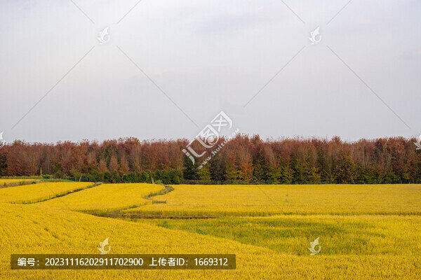 秋天金黃色的稻田與紅楓樹林