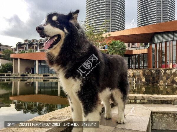 寵物狗阿拉斯加犬阿寶