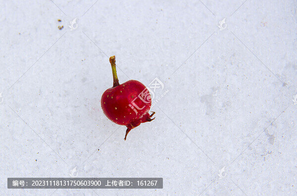 紅與白
