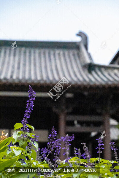 鼠尾草