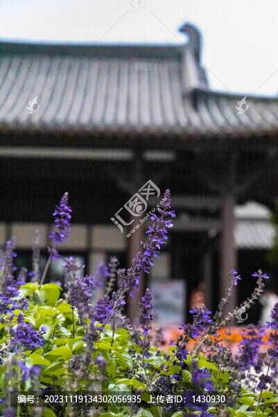 鼠尾草