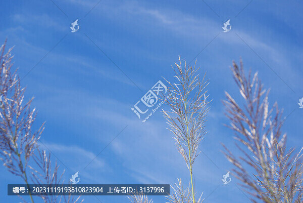 天空蘆葦