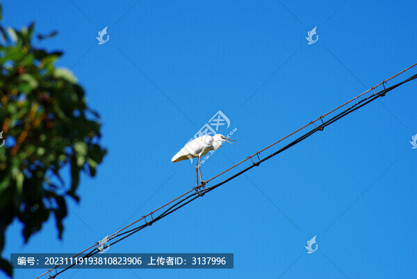 站在電線桿上的白鷺