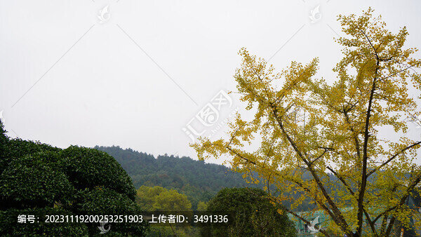 銀杏葉