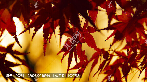 秋天紅葉