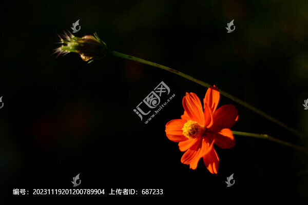 花黑色背景
