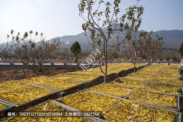 山區(qū)地瓜棗晾曬