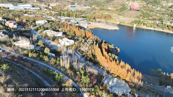 航拍青島世博園水杉樹