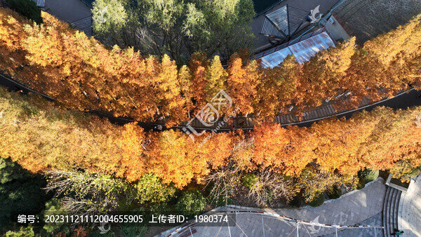 航拍青島世博園水杉樹