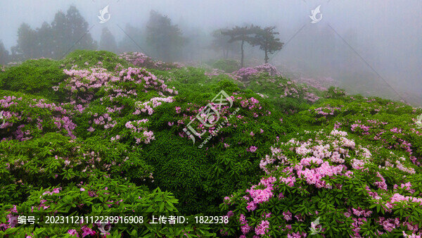 浙江天臺華頂杜鵑花