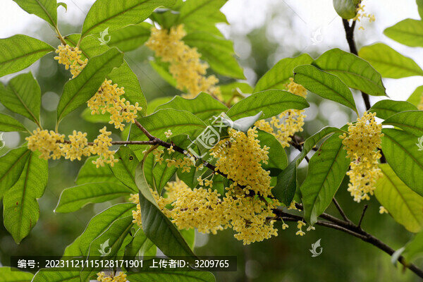 桂花飄香