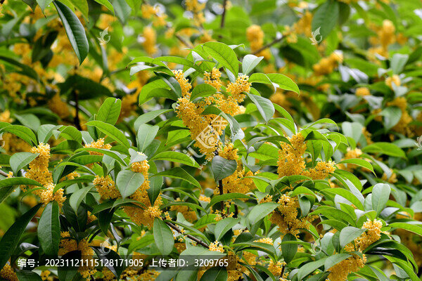 桂花飄香