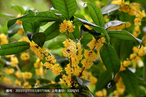 桂花飄香