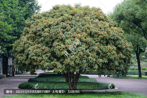 桂花飄香