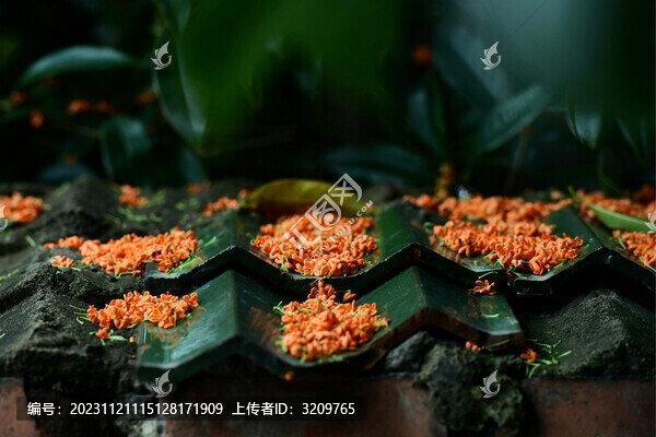 桂花飄落滿地金黃留余香