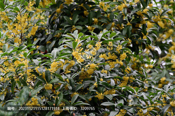 桂花飄香