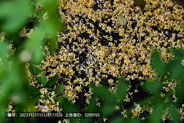 桂花飄落滿地金黃