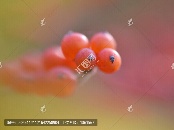 紅色果實(shí)