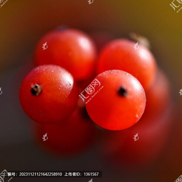 小紅豆