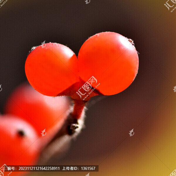 漿果