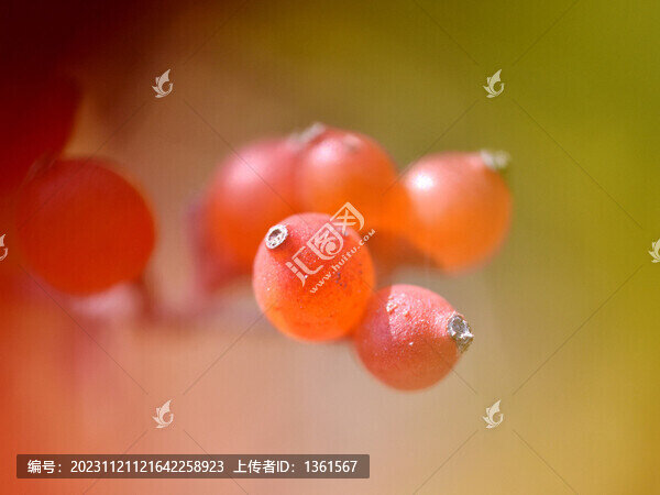 紅色漿果