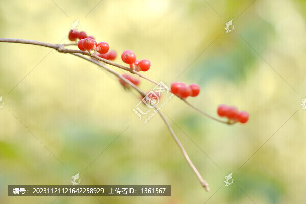 忍冬樹(shù)