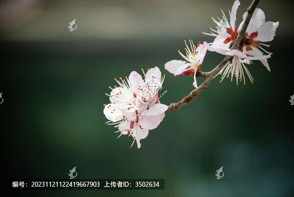 山桃花特寫(xiě)
