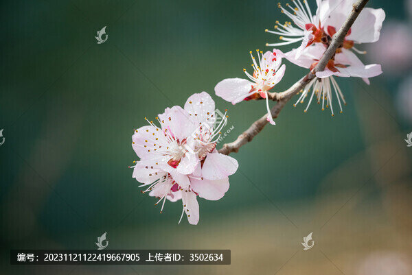 山桃花特寫鏡頭