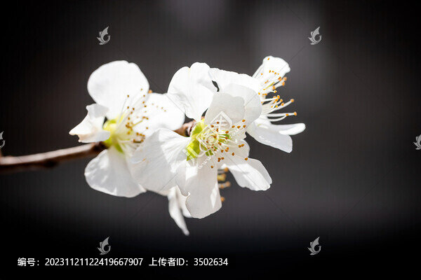 山桃花中一點紅