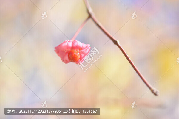 華北衛(wèi)矛