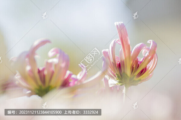 秋菊