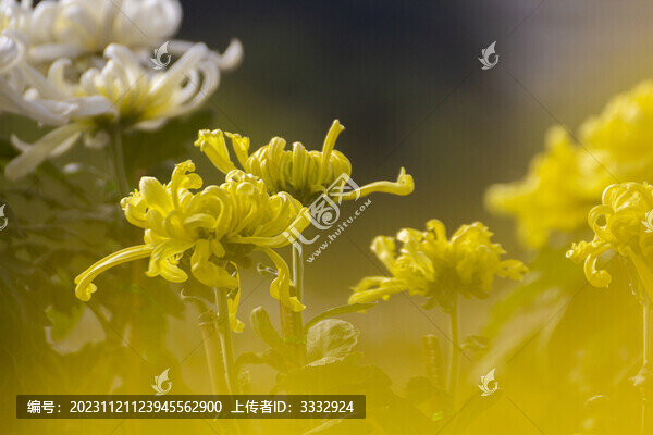 秋菊