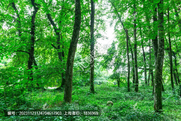 綠色樹林